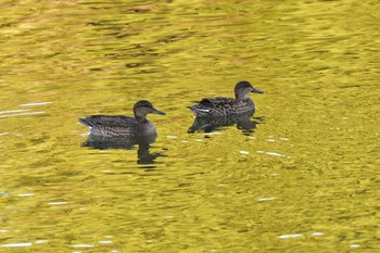 2023年9月19日(火) 長浜公園の野鳥観察記録