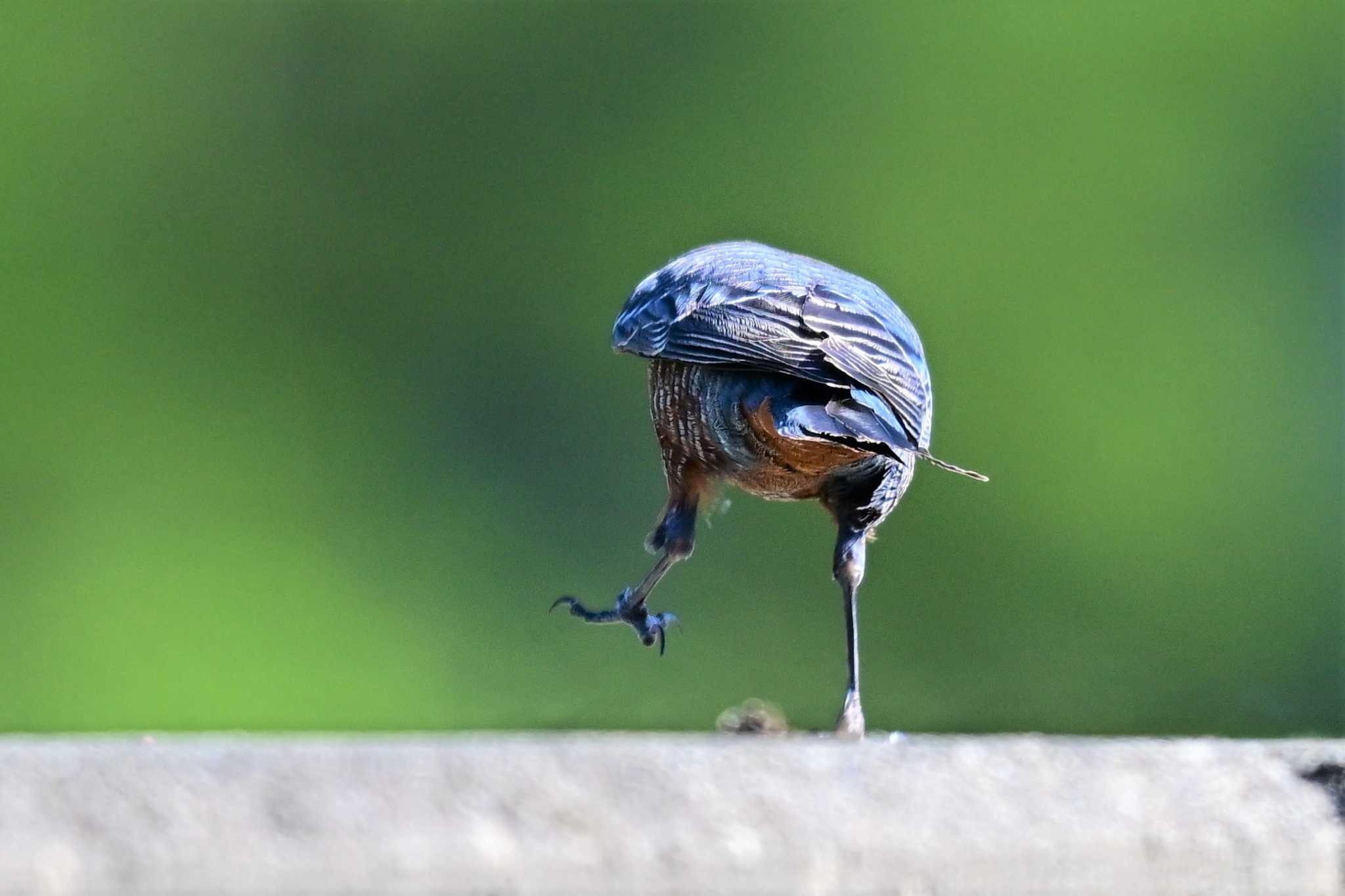 土肥 イソヒヨドリの写真 by とらねこ