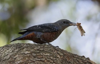 Blue Rock Thrush 和歌山市 Tue, 9/19/2023