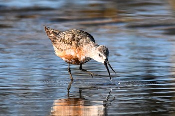 サルハマシギ ふなばし三番瀬海浜公園 2023年9月13日(水)