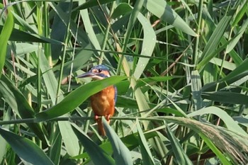 Common Kingfisher Kitamoto Nature Observation Park Sat, 9/16/2023