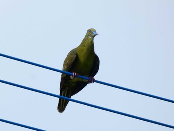 Ryukyu Green Pigeon