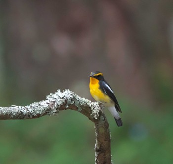 Narcissus Flycatcher 富士山麓 Wed, 9/13/2023