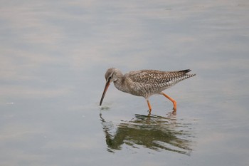 Tue, 9/19/2023 Birding report at いしかり調整池(石狩調整池)