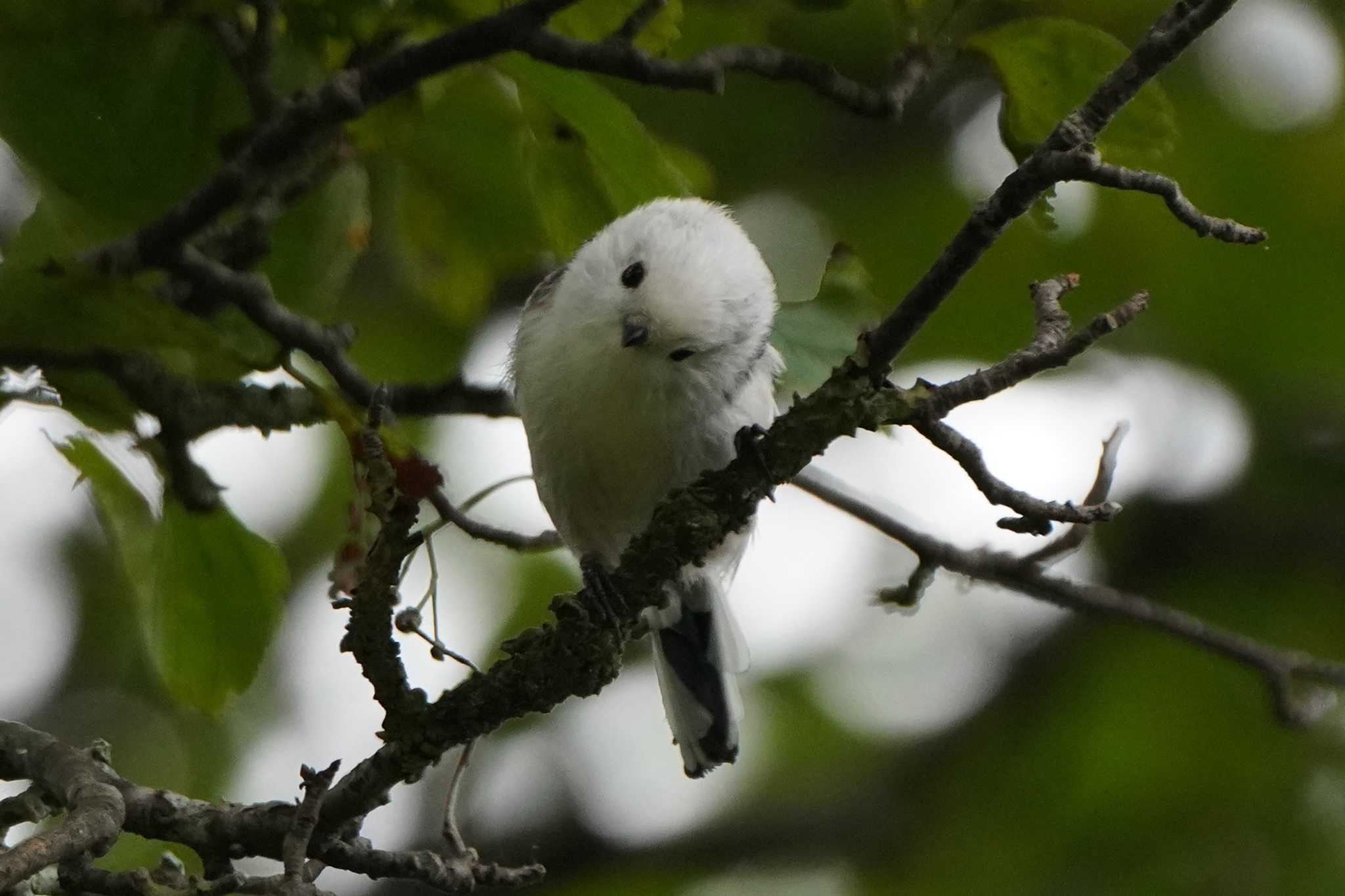 Photo of Long-tailed tit(japonicus) at  by ace