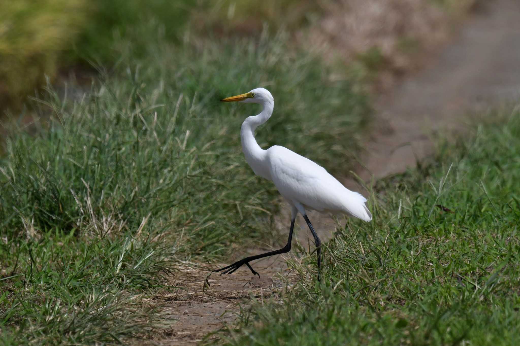 Medium Egret