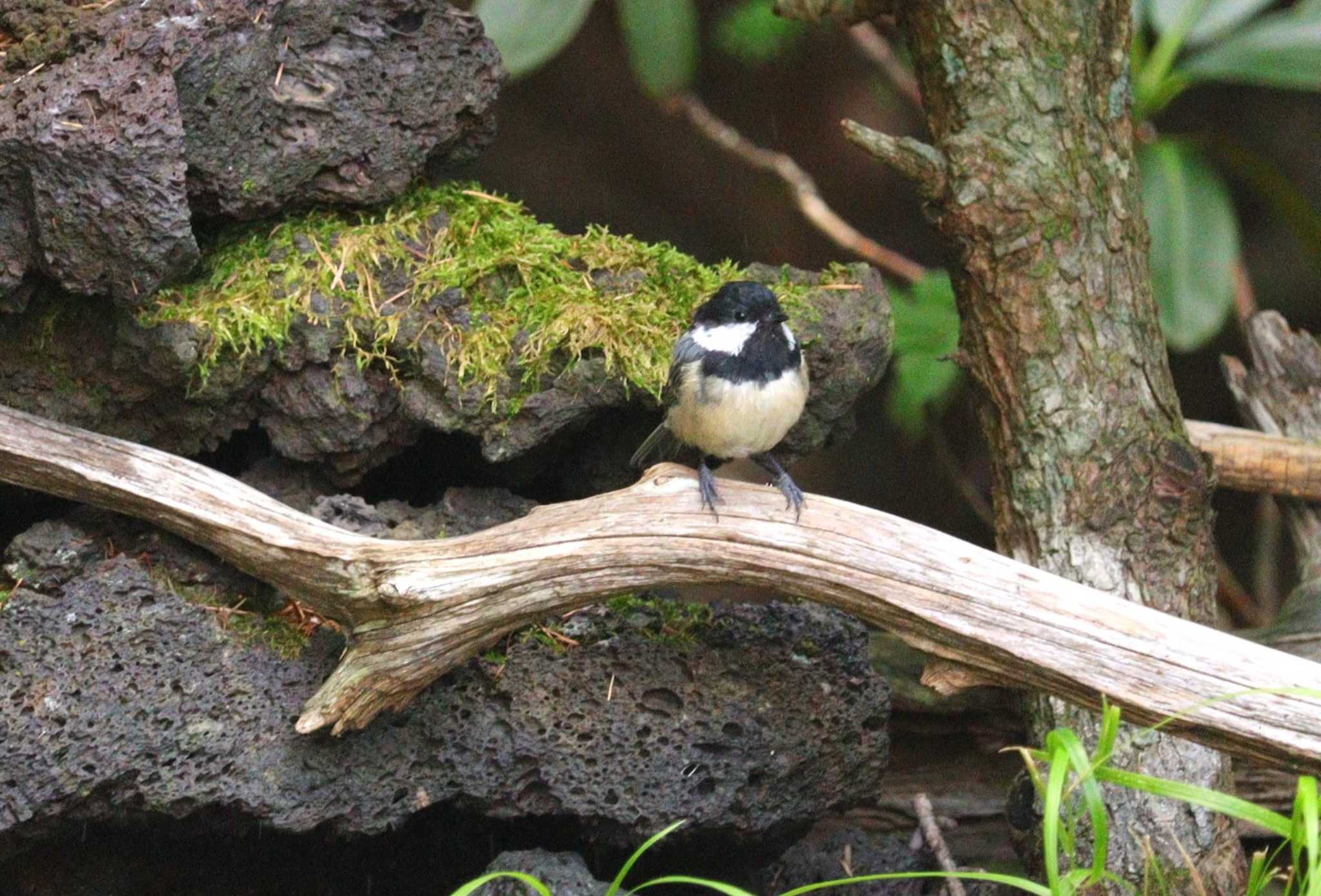 Coal Tit