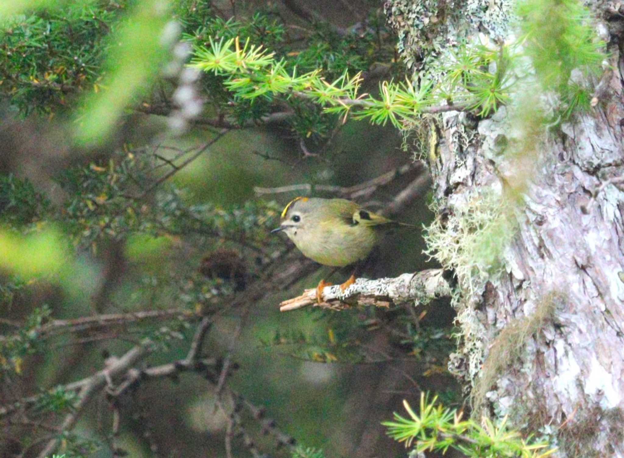 Goldcrest