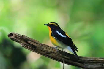 Narcissus Flycatcher Unknown Spots Sun, 9/9/2018