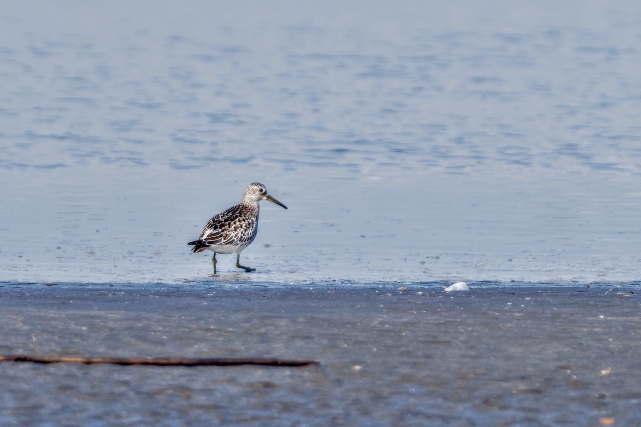 Great Knot