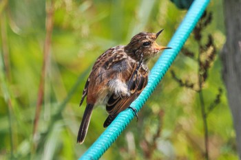 Amur Stonechat Kirigamine Highland Thu, 9/14/2023