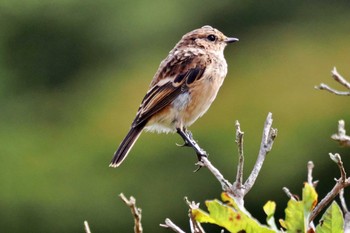 Amur Stonechat Kirigamine Highland Thu, 9/14/2023