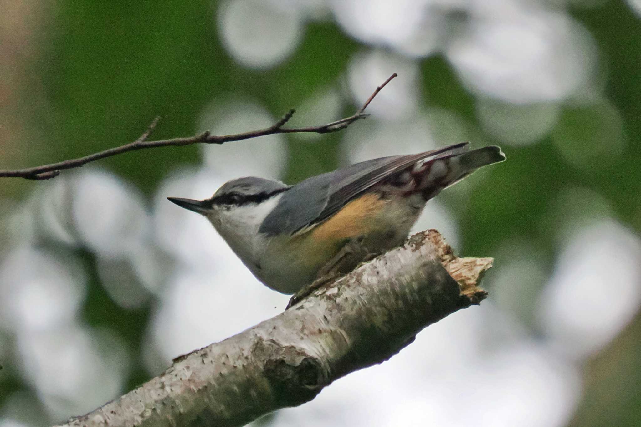 Photo of Eurasian Nuthatch at Kirigamine Highland by 藤原奏冥