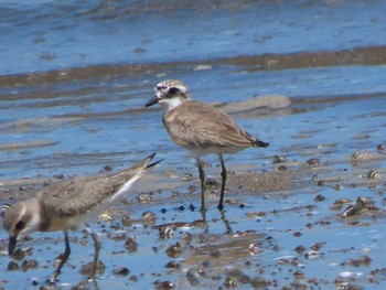 Siberian Sand Plover Gonushi Coast Sun, 9/17/2023