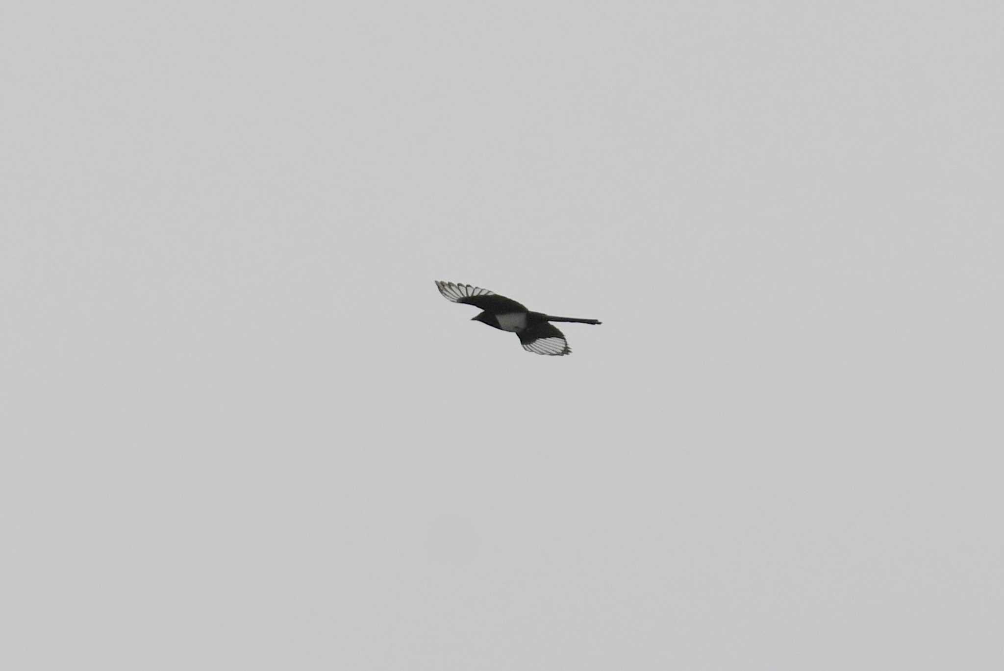 Photo of Oriental Magpie at Daijugarami Higashiyoka Coast by あひる