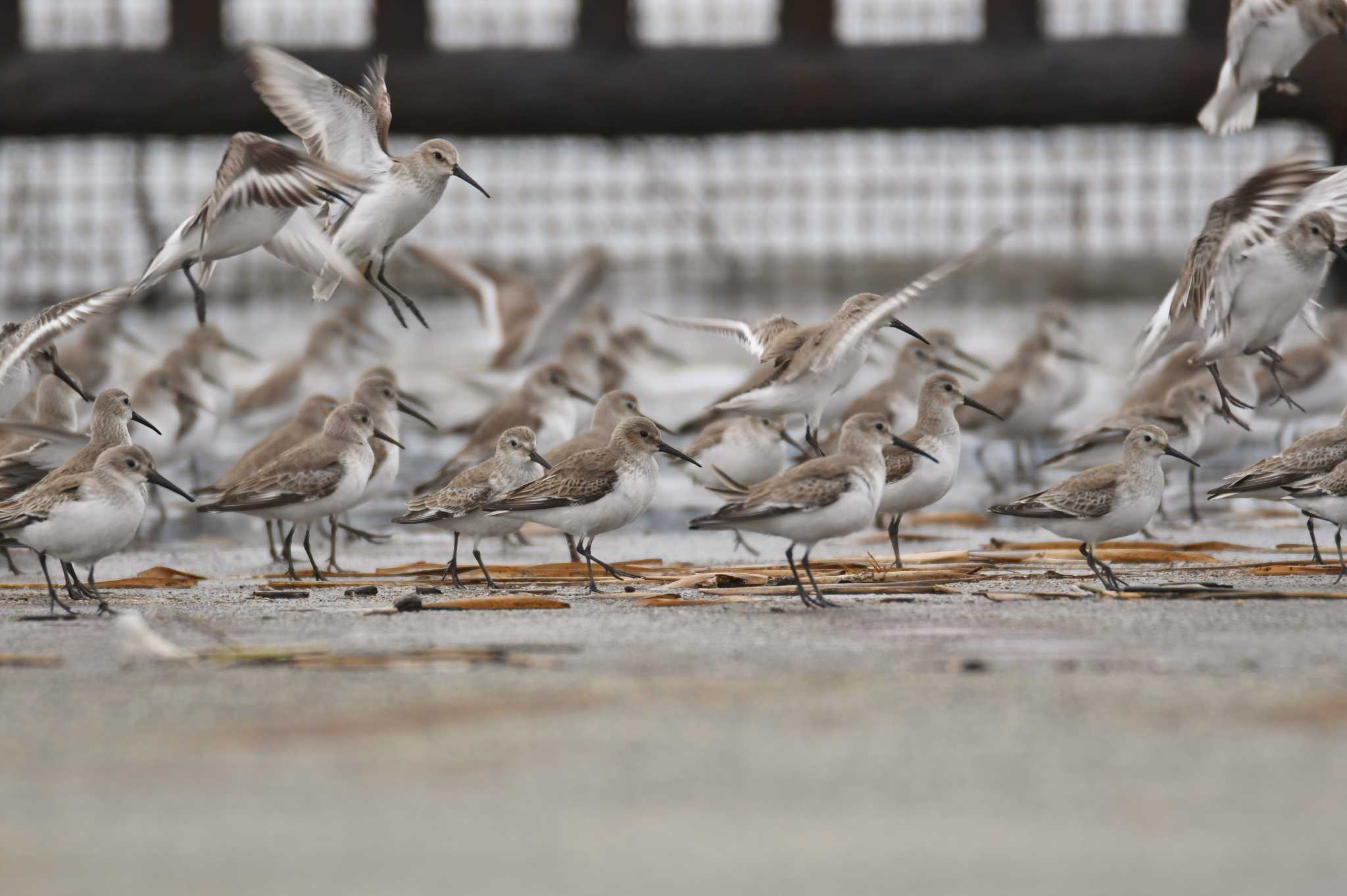 Dunlin