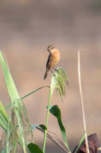 Amur Stonechat 大沼(宮城県仙台市) Mon, 9/18/2023