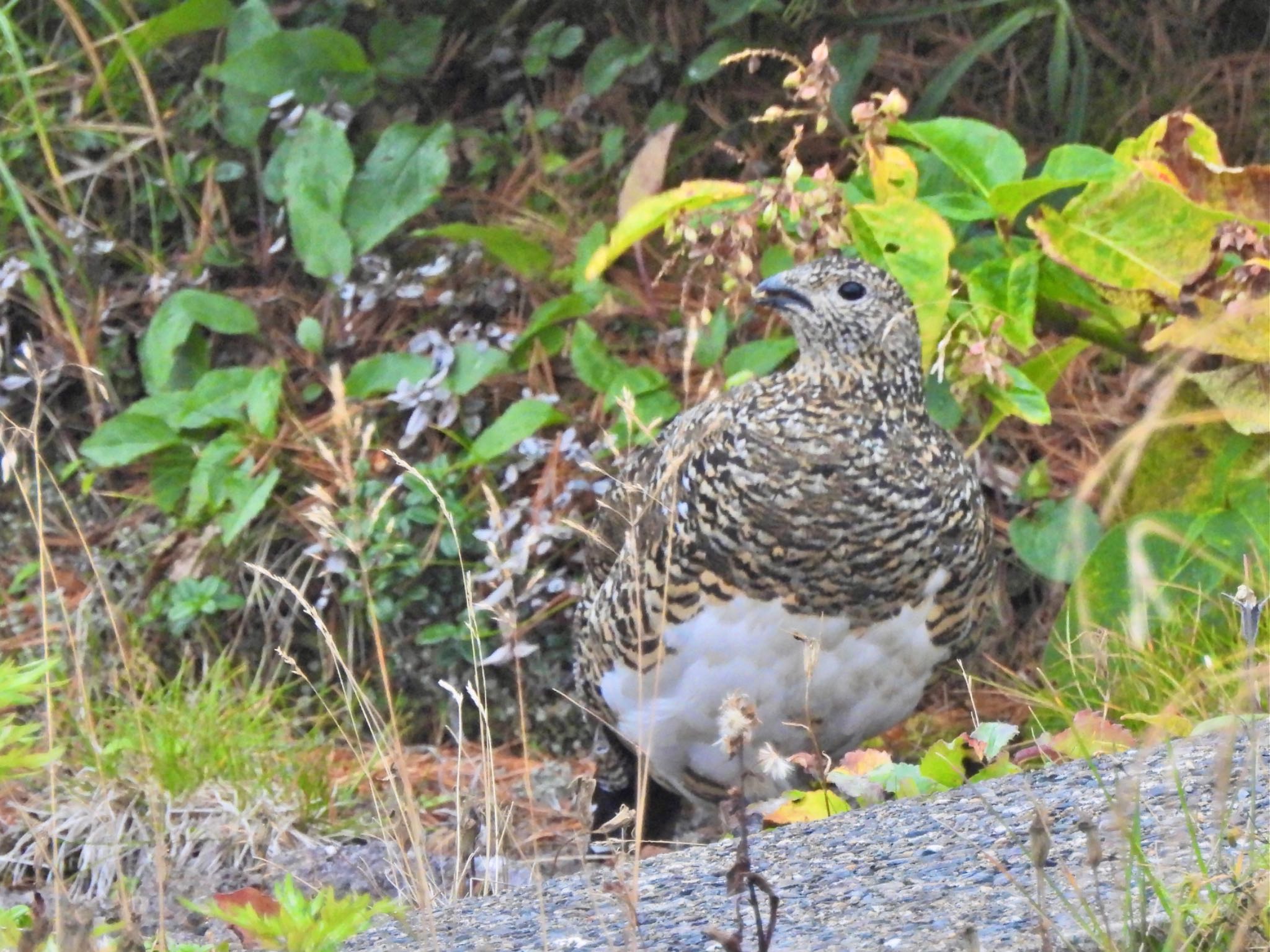 ライチョウ