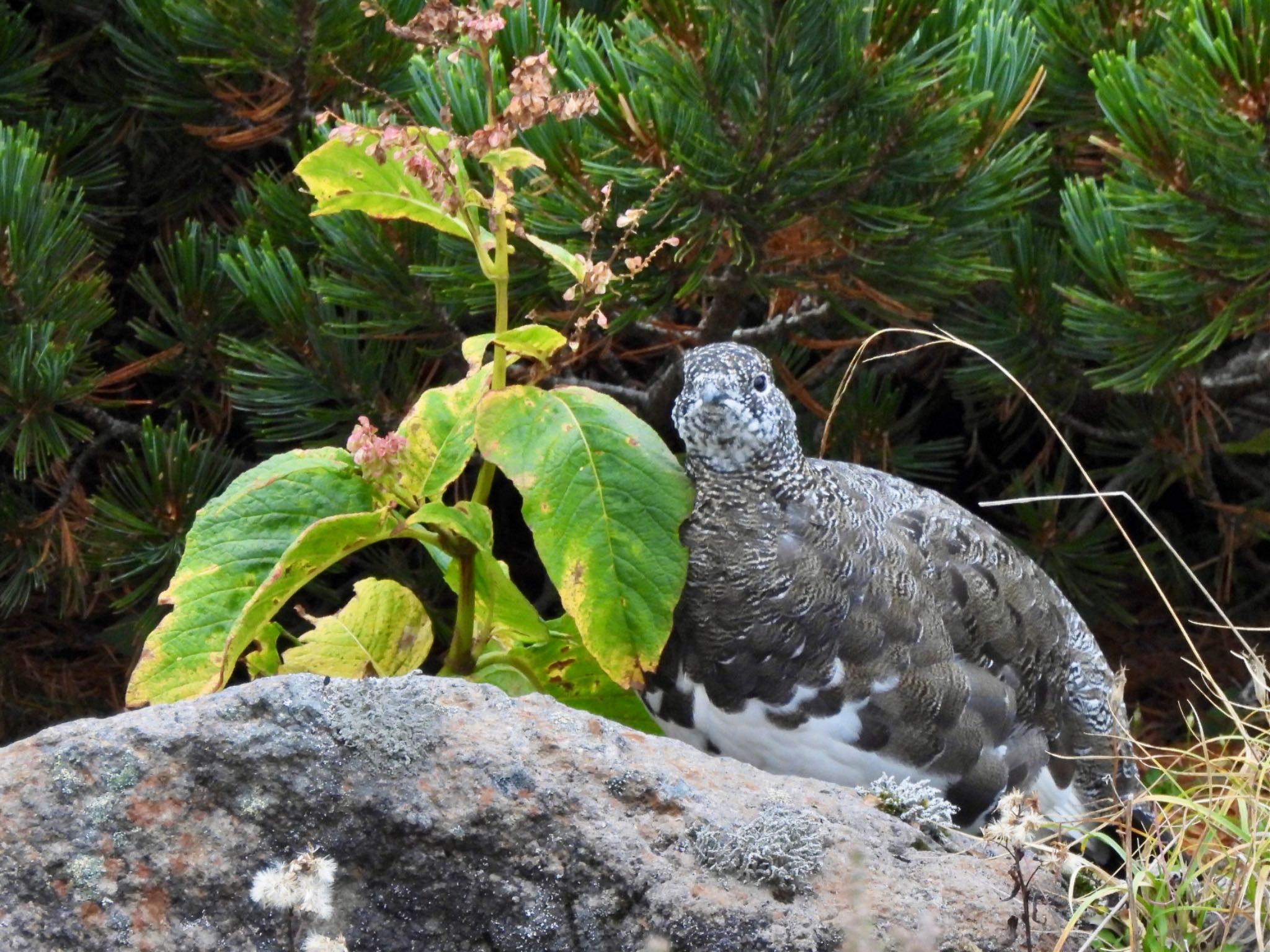 Rock Ptarmigan