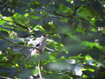 2023年9月18日(月) 小宮公園(八王子)の野鳥観察記録