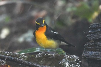 Narcissus Flycatcher 権現山(弘法山公園) Mon, 9/18/2023