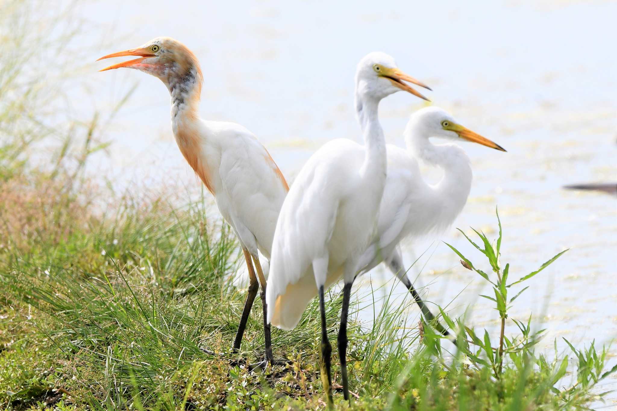 小山市 アマサギの写真 by すずめのお宿