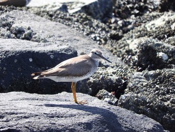 Grey-tailed Tattler 東京14 Sat, 9/8/2018