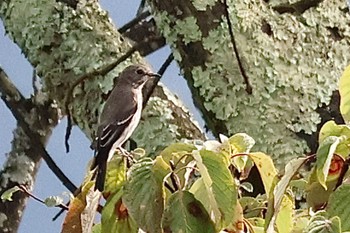 Grey-streaked Flycatcher Saitama Prefecture Forest Park Sun, 9/17/2023
