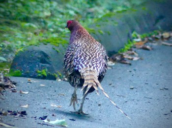 Copper Pheasant Saitama Prefecture Forest Park Sun, 9/17/2023