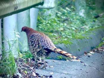 Sun, 9/17/2023 Birding report at Saitama Prefecture Forest Park