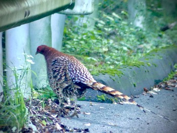 Copper Pheasant Saitama Prefecture Forest Park Sun, 9/17/2023