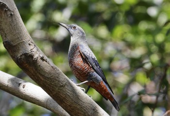 Blue Rock Thrush 和歌山市 Tue, 9/19/2023