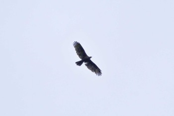 Crested Honey Buzzard Shirakaba-touge Thu, 9/14/2023