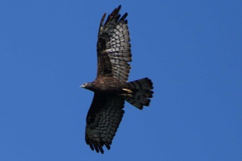 Crested Honey Buzzard Unknown Spots Mon, 9/18/2023