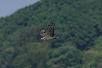 Crested Honey Buzzard Unknown Spots Mon, 9/18/2023