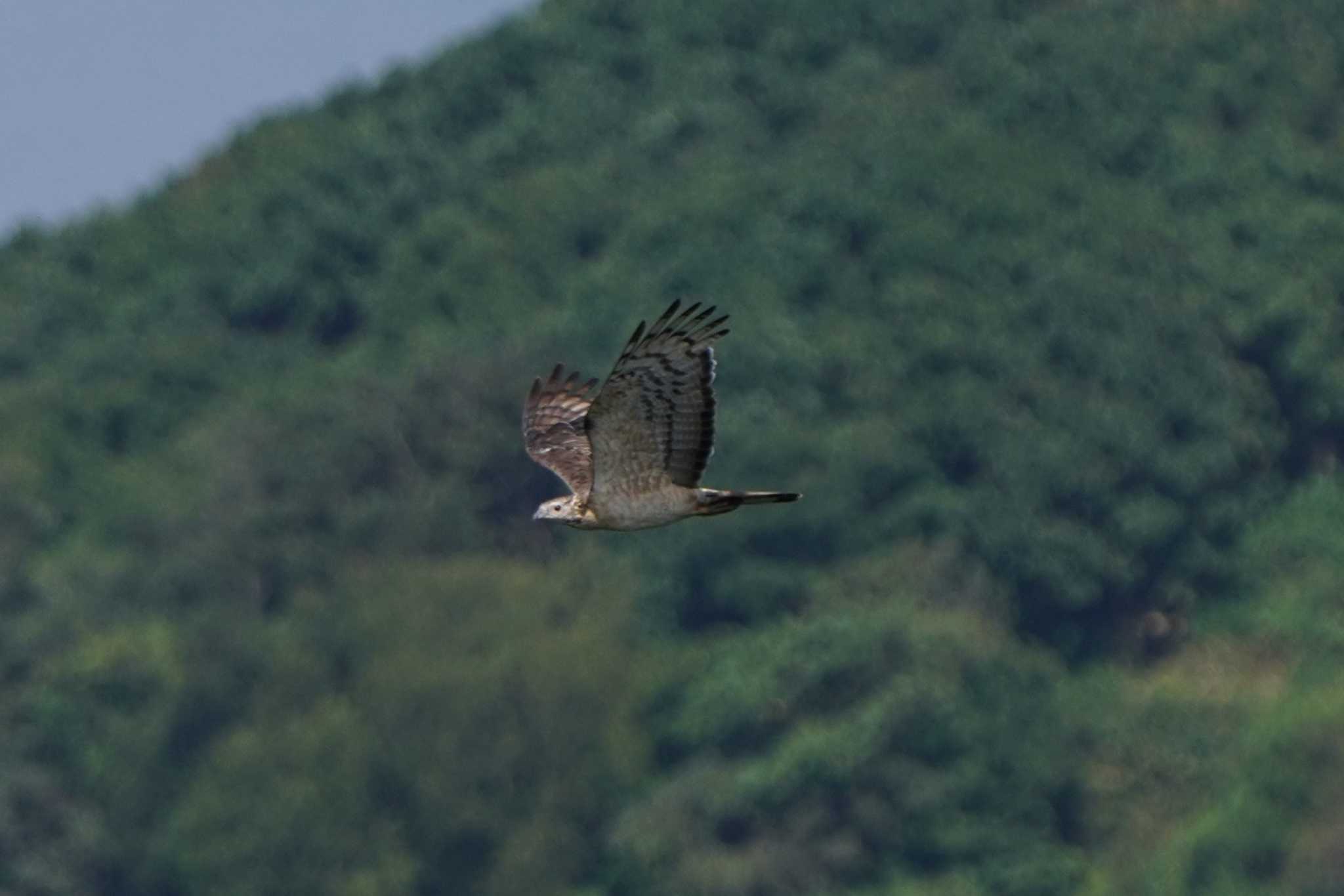 Photo of Crested Honey Buzzard at  by ace