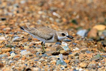 Greater Sand Plover 魚住海岸 Sat, 9/9/2023