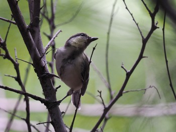 Japanese Tit 武庫川 Fri, 8/25/2023