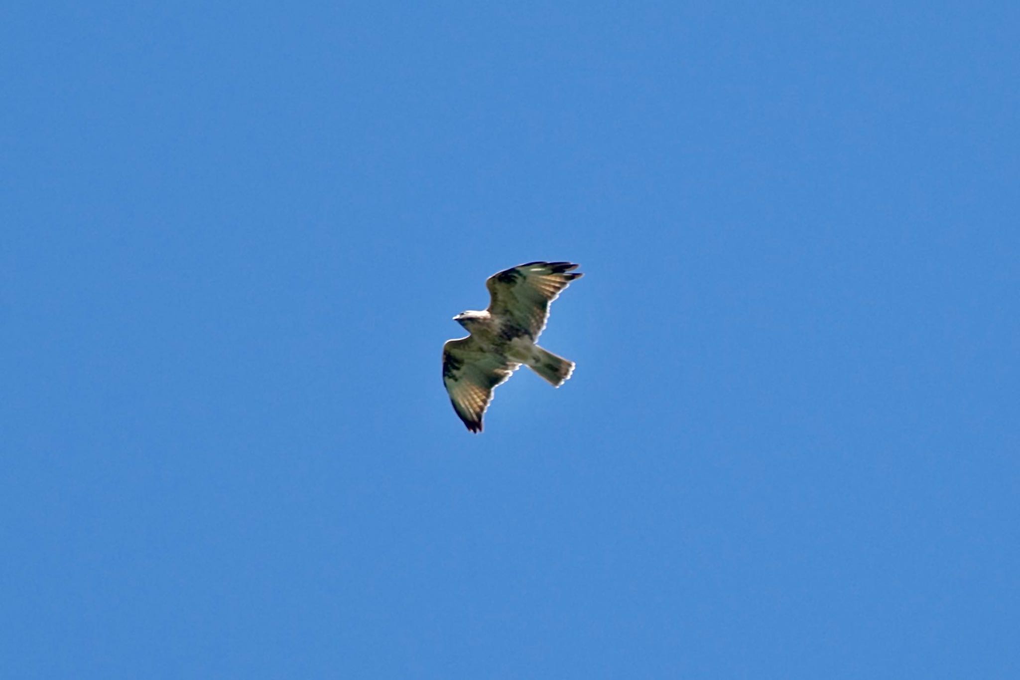 Eastern Buzzard