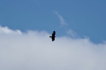 Crested Honey Buzzard 紅葉台 Mon, 9/18/2023