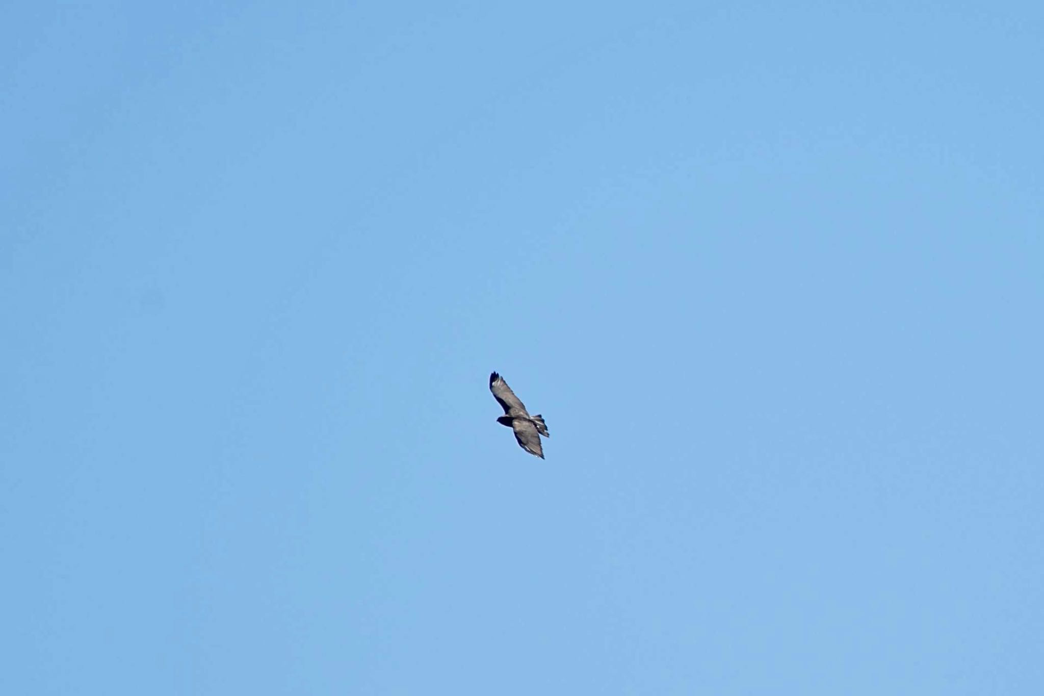 Eastern Buzzard