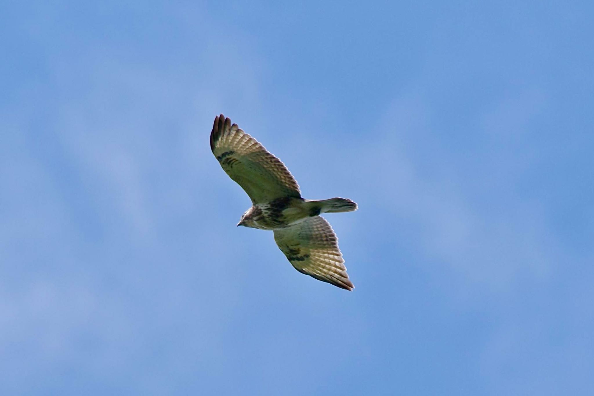 Photo of Eastern Buzzard at 紅葉台 by 關本 英樹