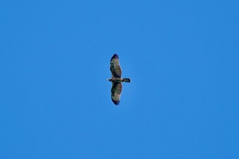 2023年9月18日(月) 紅葉台の野鳥観察記録