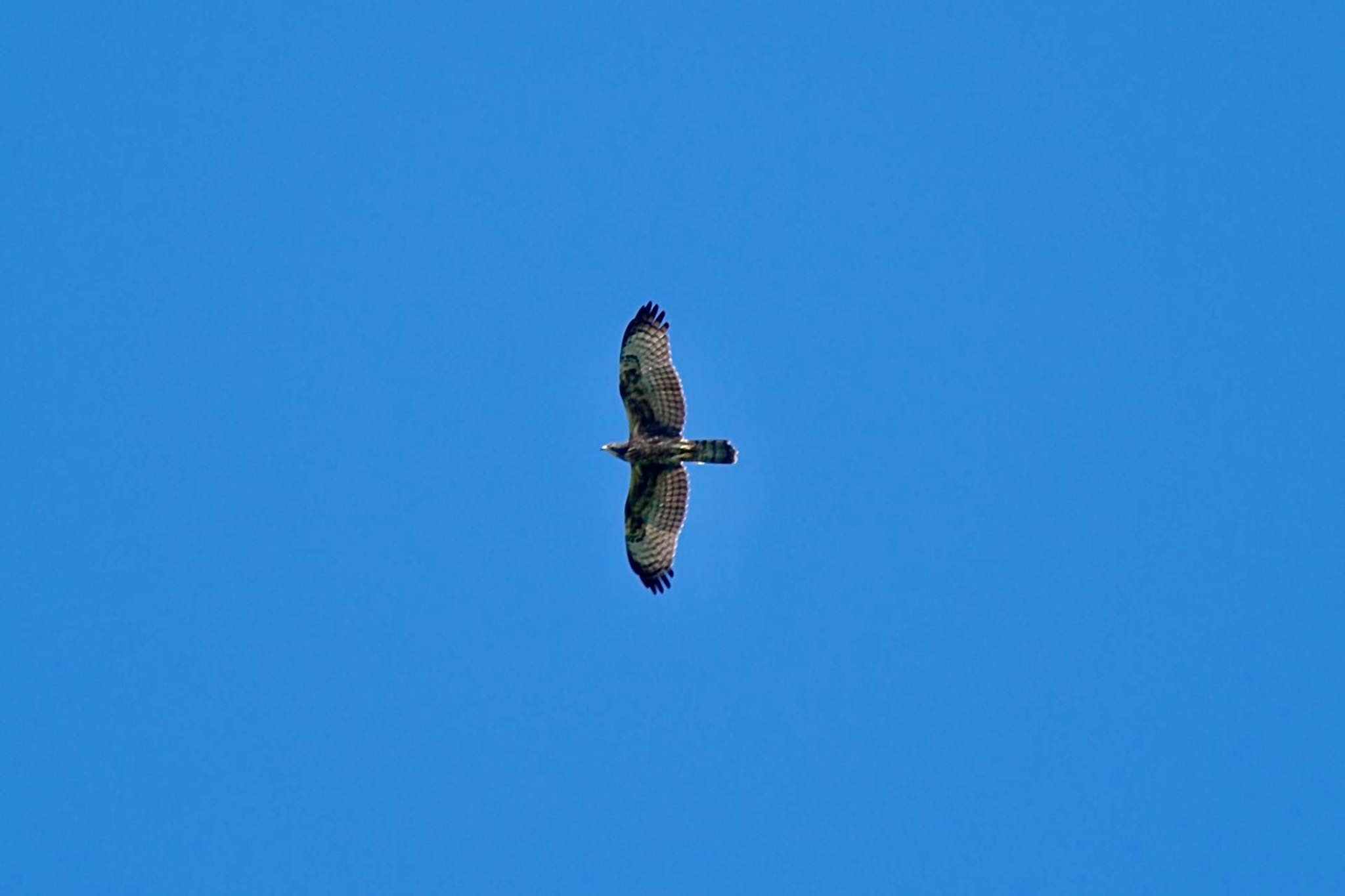 Crested Honey Buzzard