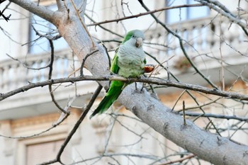 オキナインコ Barcelona,spain 2018年3月2日(金)