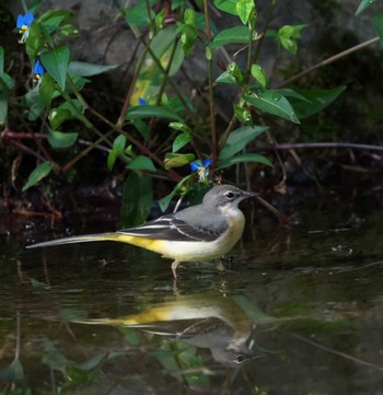 Grey Wagtail 富士山山麓 Wed, 9/13/2023