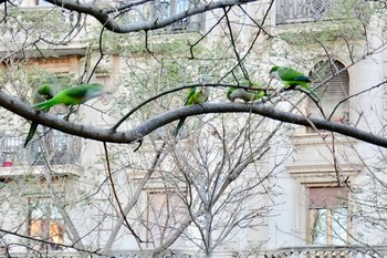 オキナインコ Barcelona,spain 2018年3月2日(金)