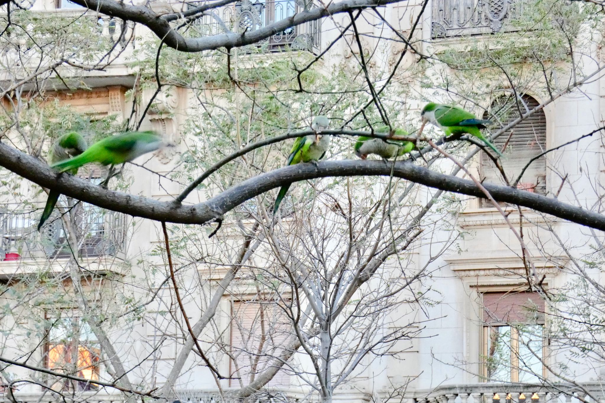 Barcelona,spain オキナインコの写真 by のどか