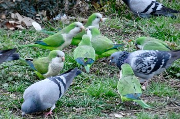 オキナインコ Barcelona,spain 2018年3月2日(金)