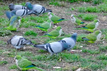 オキナインコ Barcelona,spain 2018年3月2日(金)